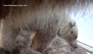 Washington State University studying Interior bear diets