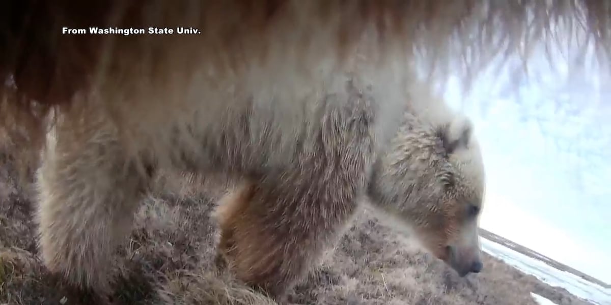Washington State University studying Interior bear diets