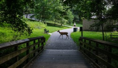 Deer are out of control in Baltimore. The city plans to shoot them.