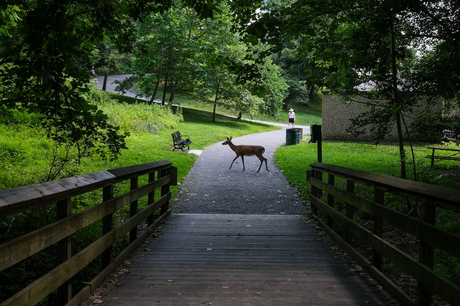 Deer are out of control in Baltimore. The city plans to shoot them.