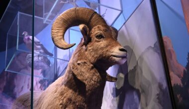 Celebrate Valentine’s Day viewing bighorn sheep at Garden of the Gods