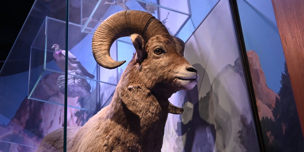 Celebrate Valentine’s Day viewing bighorn sheep at Garden of the Gods