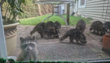 Newburgh town leaders pass ordinance prohibiting feeding wildlife