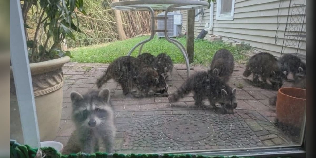 Newburgh town leaders pass ordinance prohibiting feeding wildlife