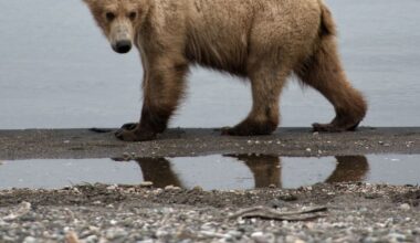 ‘Seal finger’ infection affecting an Alaska bear hunter was a medical first