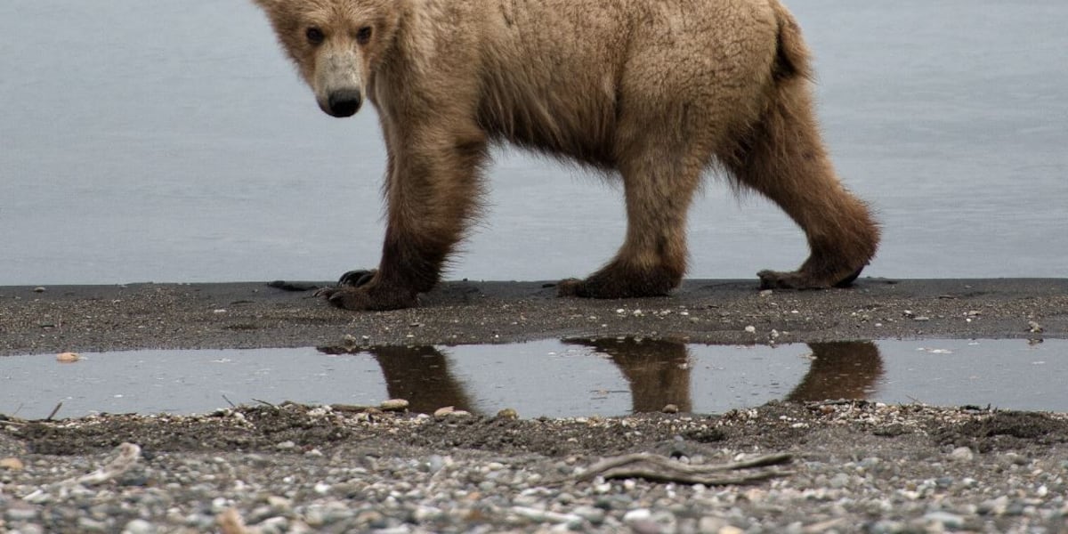 ‘Seal finger’ infection affecting an Alaska bear hunter was a medical first