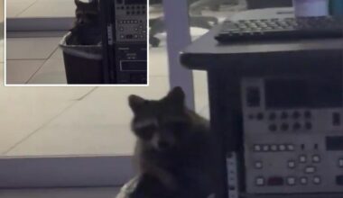 Raccoon found 'secretly living' in Cincinnati news station 'to escape' the cold