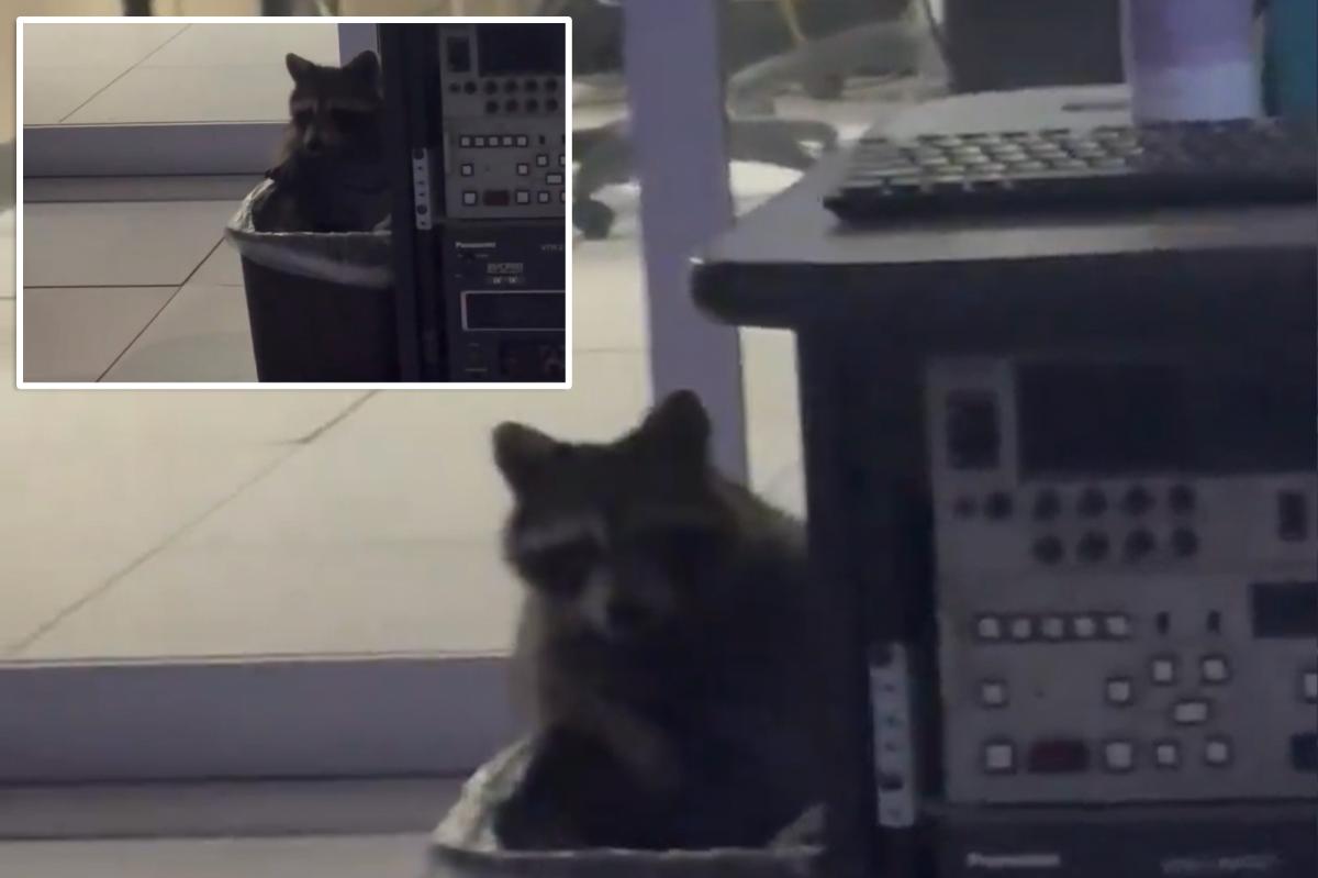 Raccoon found 'secretly living' in Cincinnati news station 'to escape' the cold