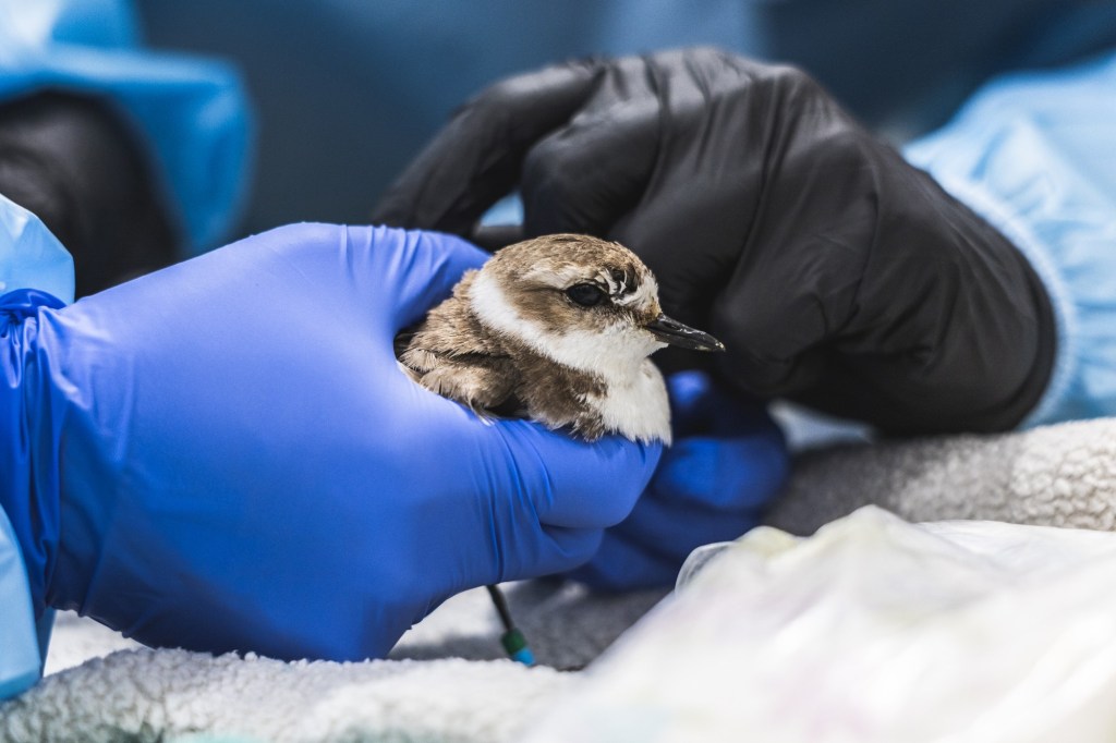 Rare bird released back into the wild in San Diego