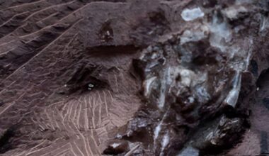 Scientists Discover 290 Million Year Old Vomit Fossil, And It's Older Than Dinosaurs!