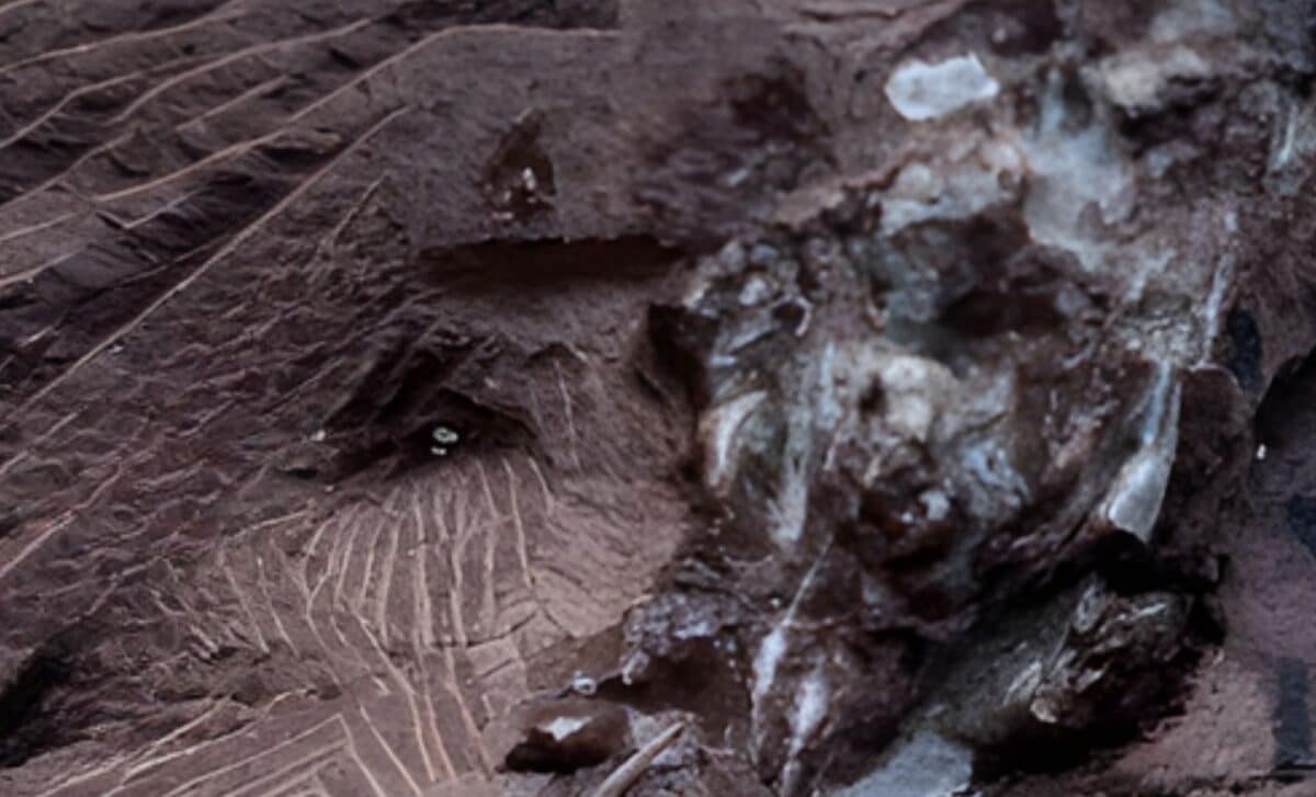 Scientists Discover 290 Million Year Old Vomit Fossil, And It's Older Than Dinosaurs!