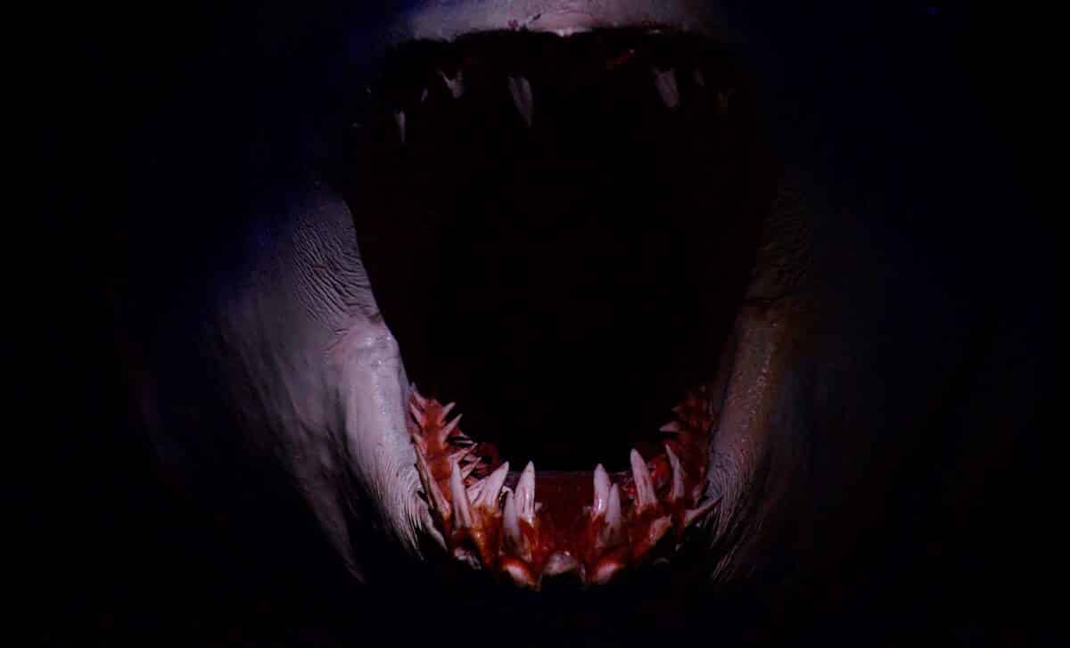 Scientists Discover Fossils In Morocco Of A Dagger Toothed Sea Monster That Ruled The Oceans Before The Asteroid Hit