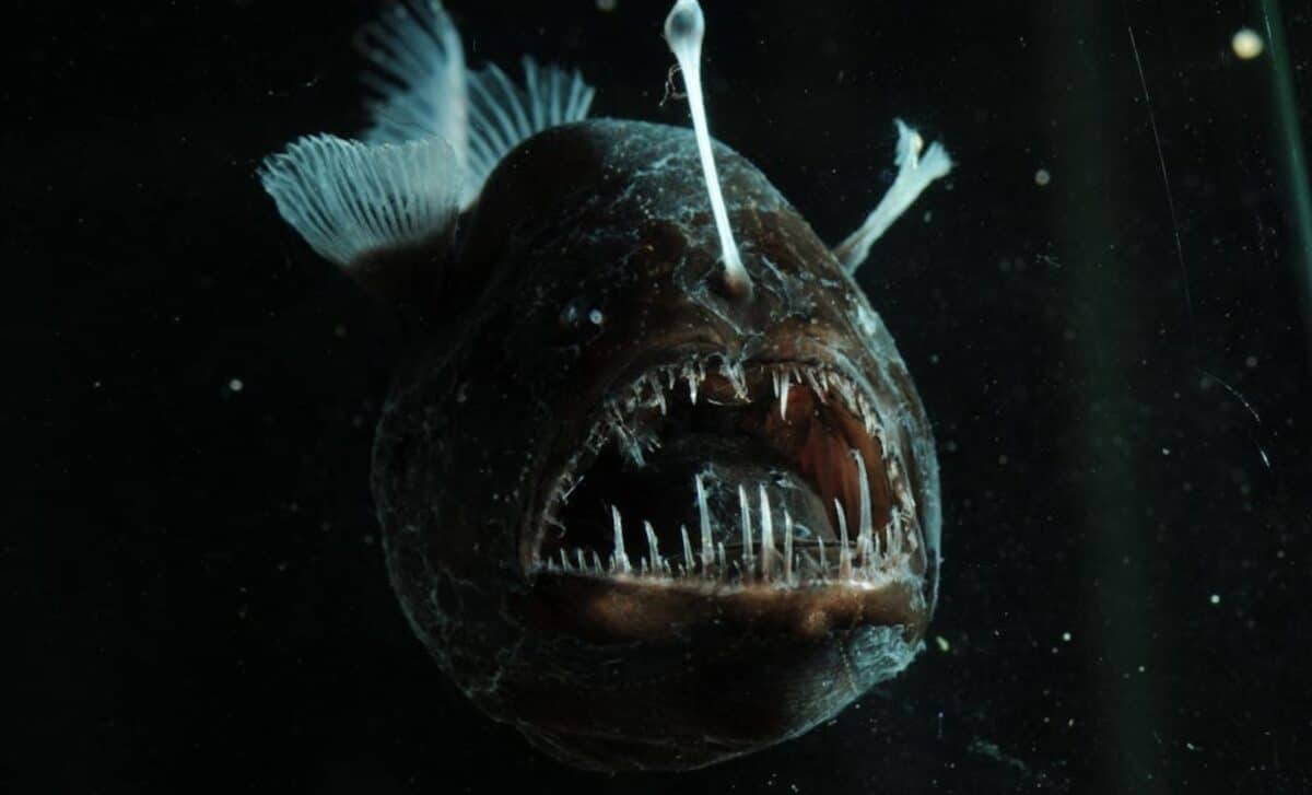 Scientists Just Discovered A Fish That Sees In A Way No Other Animal Can