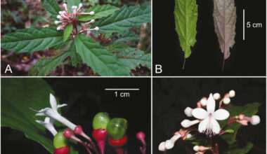 Scientists discover tribal medicine for dogs in N. Ecija as distinct plant species