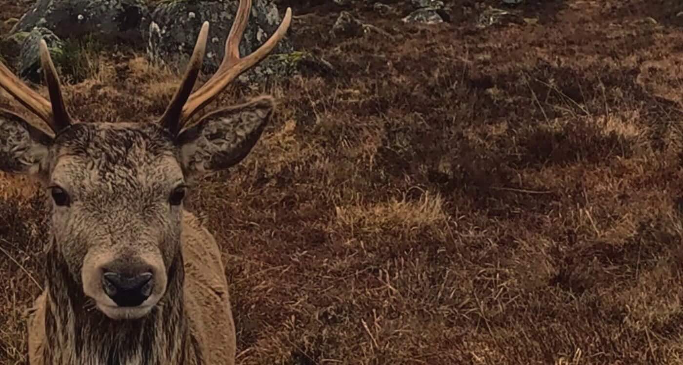 Magical Footage Shows Stag Strolling up to Lick a Man’s Camera Then Calmly Walking Away