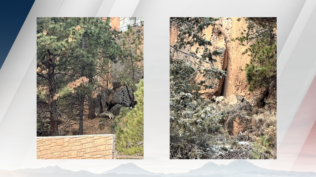 Possible Wolf Sighting in Bend following Confirmed Wolf Sighting in Sunriver