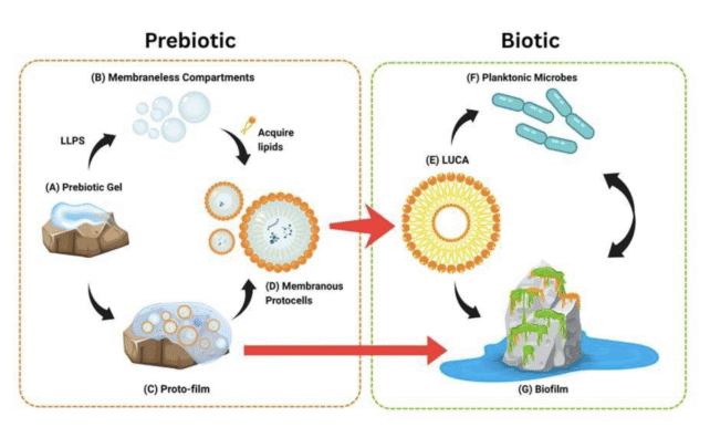 a diagram showing prebiotic gel turning into membraneless compartments, and protofilm, transforming into membranous protocells, and then the first true cell, and then planktonic microbes and/or biofilm.