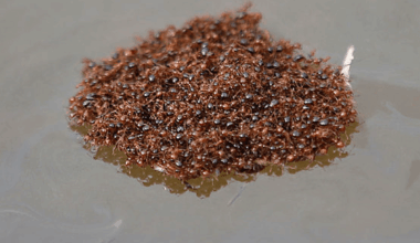 It floats, it's larger than a dinner plate and it's made up of more than 100,000 individuals