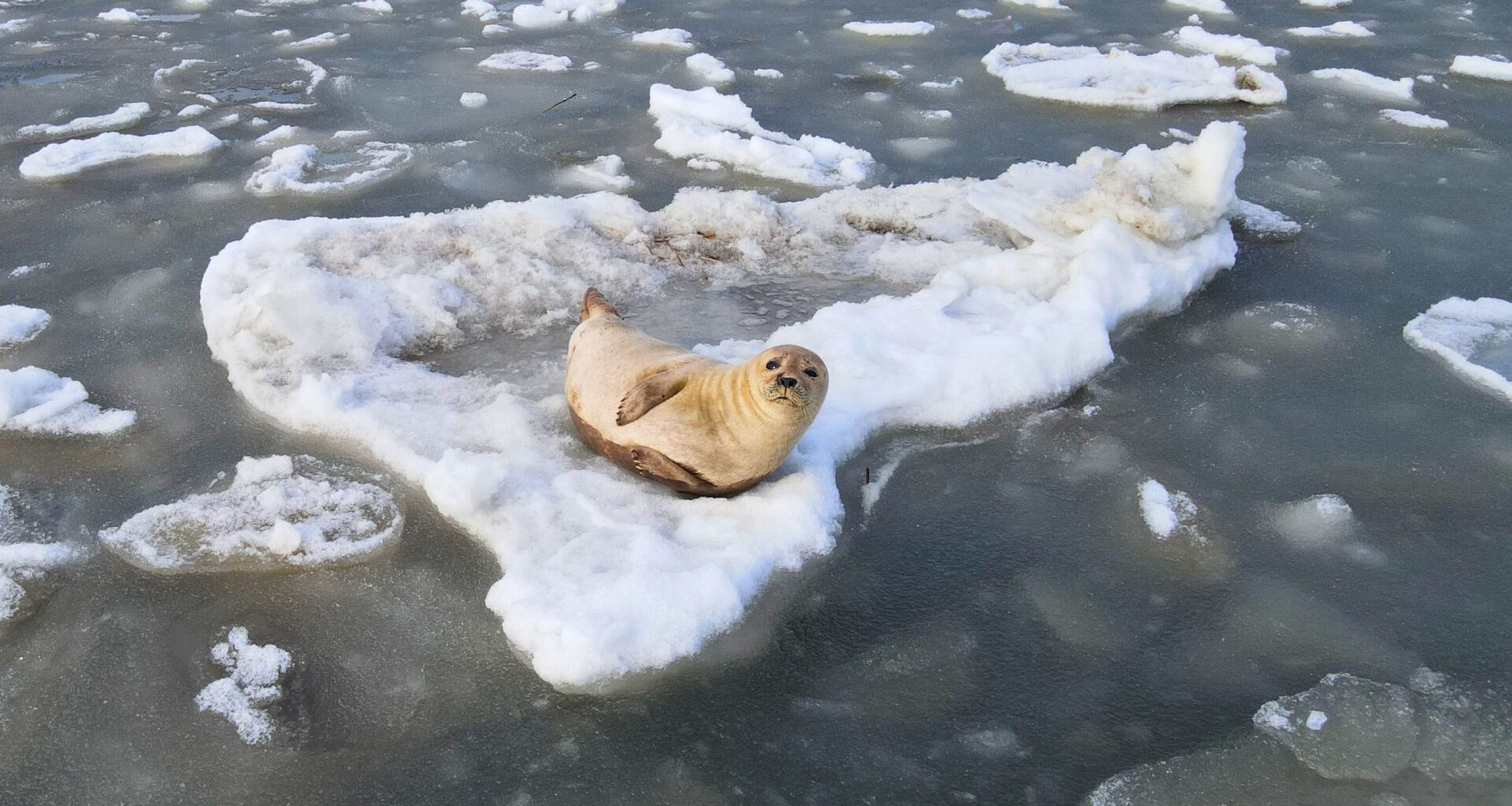 Seal Spotted Resting on Iceberg in Cape May Canal