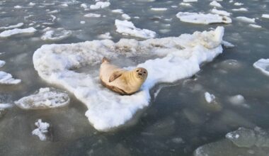 Seal Spotted Resting on Iceberg in Cape May Canal