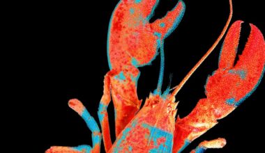 Moltbook, the Social Network for AI Agents, Exposed Real Humans’ Data