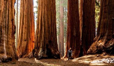 Sequoia National Park