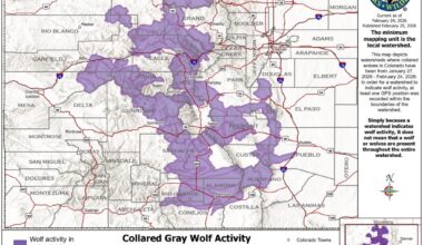 Colorado wolves push farther into southern Front Range, new map shows