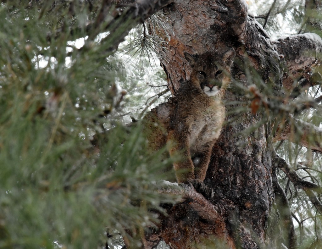 Utah begins to cull mountain lions to 'study' the effect (Opinion)