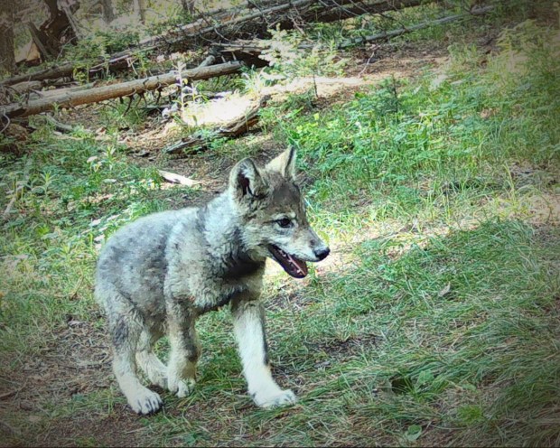 This video still from a remote camera video shows a wolf pup from the King Mountain Pack and was taken in Routt County during the summer of 2025. At least four pups were born to the pack in 2025. (Video still via Colorado Parks and Wildlife)