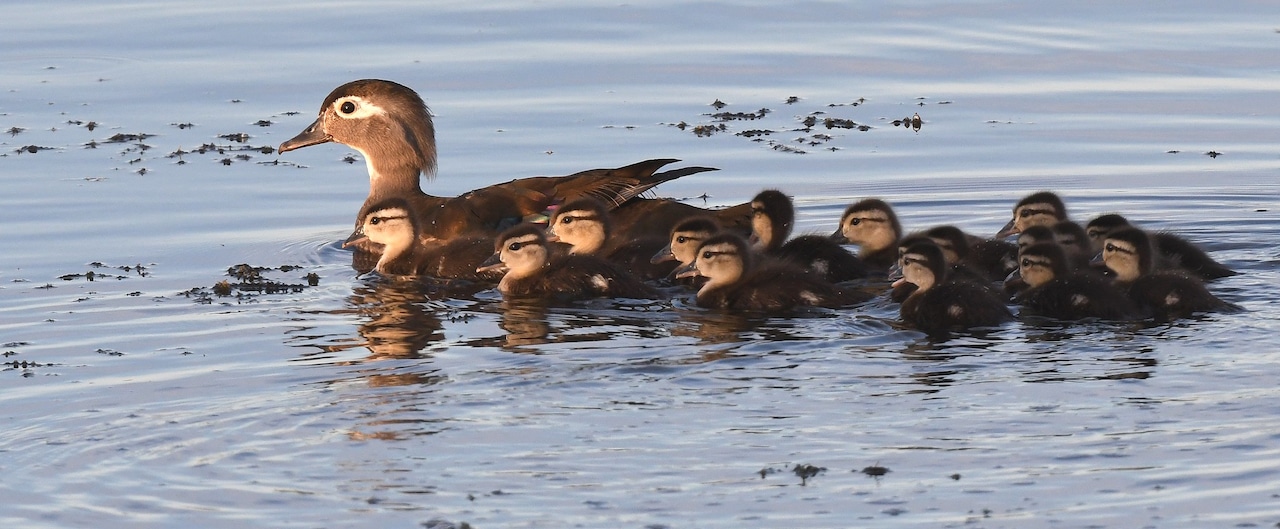 Wood duck hen and ducklings