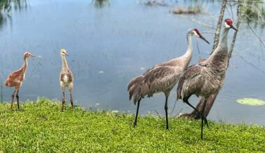Paired for life, sandhill cranes begin nesting season in Florida