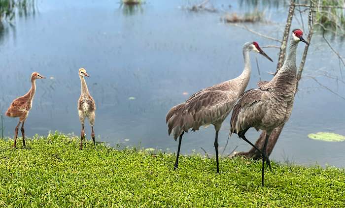 Paired for life, sandhill cranes begin nesting season in Florida