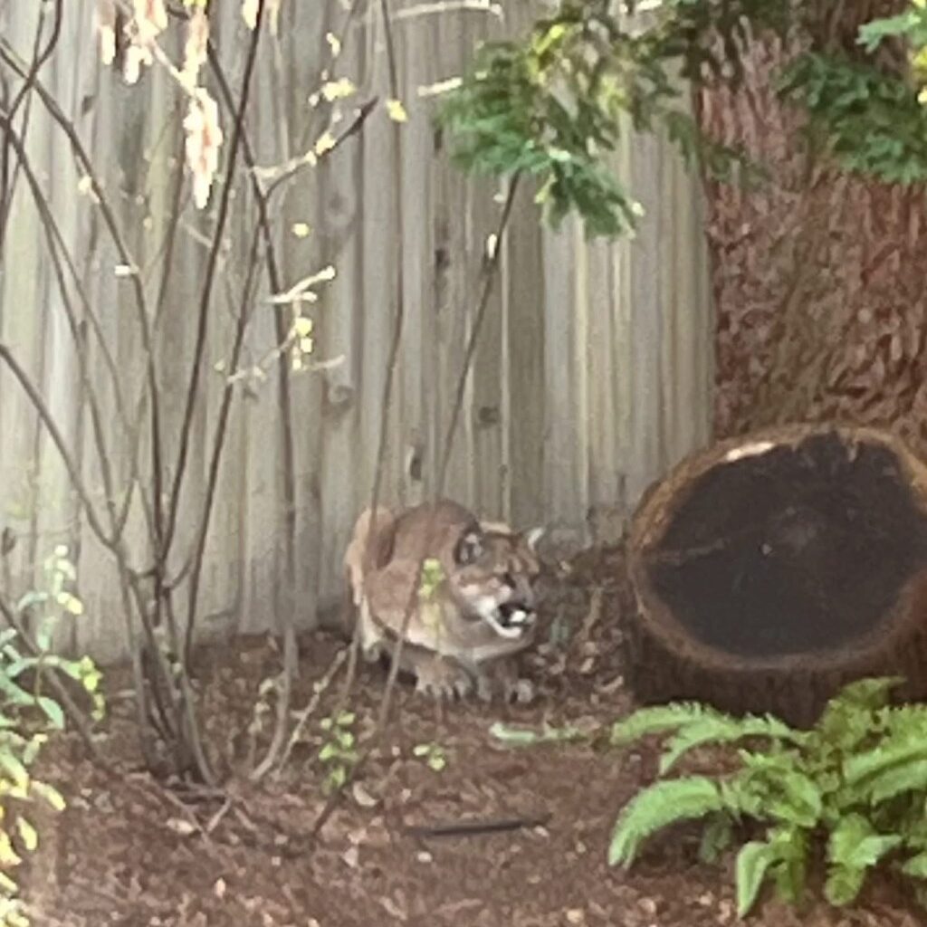 Mountain lion spotted multiple times in Sebastopol