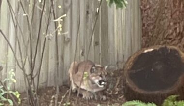 Mountain lion spotted multiple times in Sebastopol