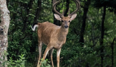 Nantucket Current | Nearly 1,000 Deer Killed During Record-Breaking…