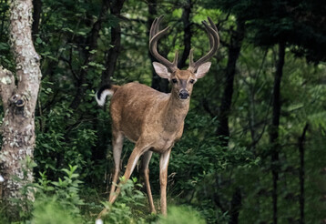 TWIR 08142022 Dont Go Deer