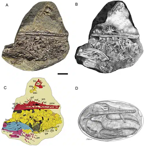 The Image Shows A Fossil Of An Ancient Reptile Embryo, With Labeled Details In Panels (a), (b), And (c), And An Interpretive Drawing In Panel (d)
