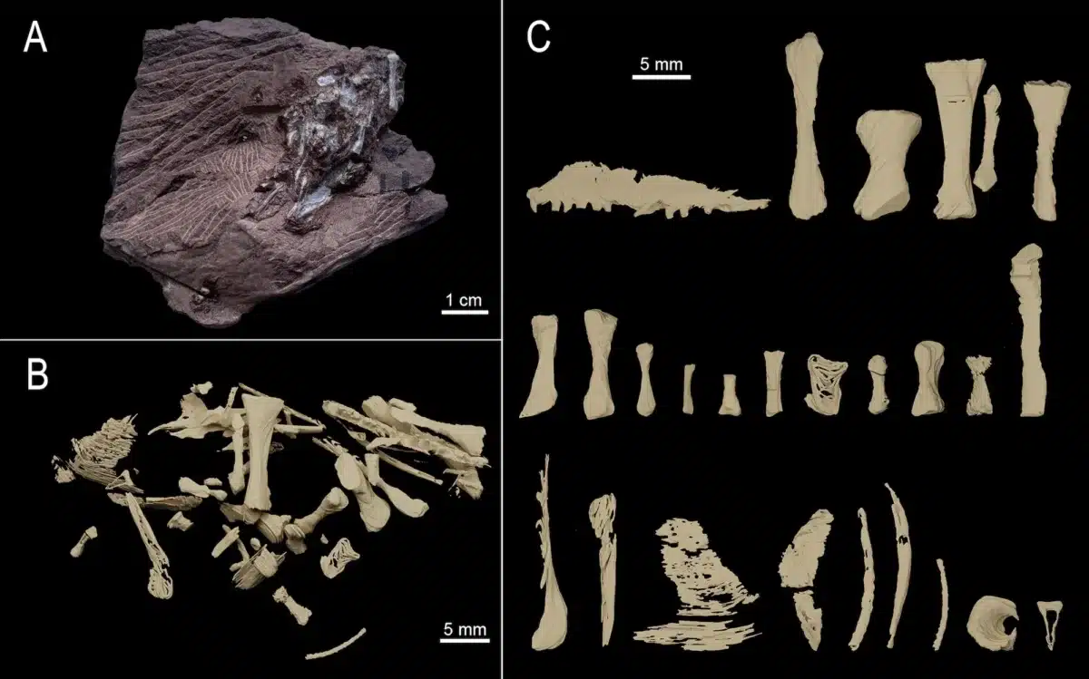 The Top Left Shows The Regurgitalite, With A Digital Analysis Of Bone Locations (bottom Left) And The Separated Bones (right).