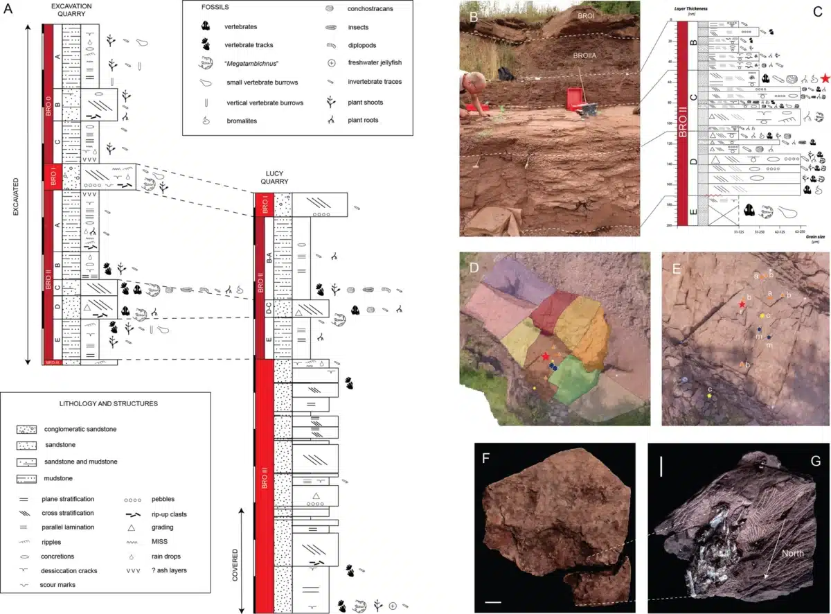 This Image Shows A Detailed Excavation Site With Various Fossil Layers And Geological Features