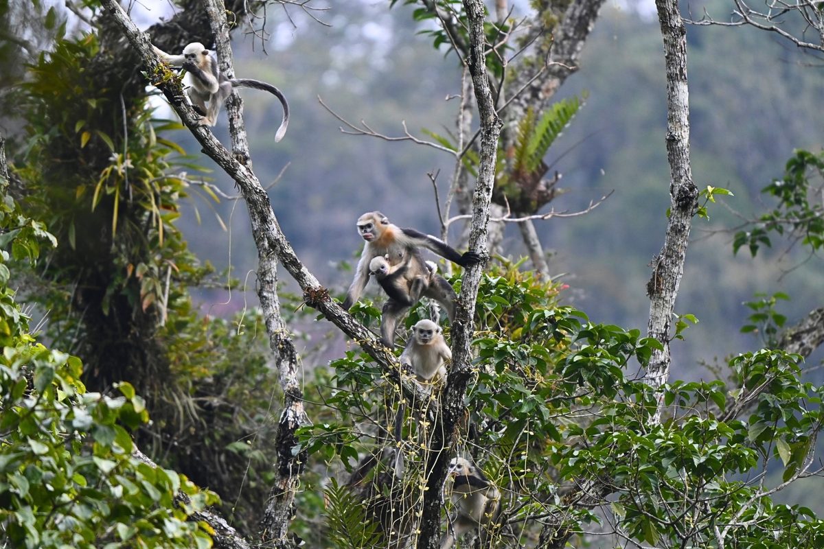 Tonkin snub-nosed monkey