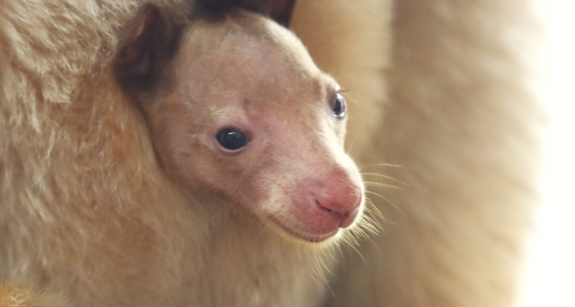BABY BULLETIN: DZCA Welcomes Endangered Huon Tree Kangaroo Joey