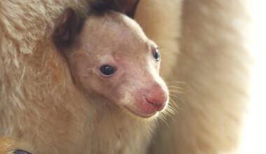 BABY BULLETIN: DZCA Welcomes Endangered Huon Tree Kangaroo Joey