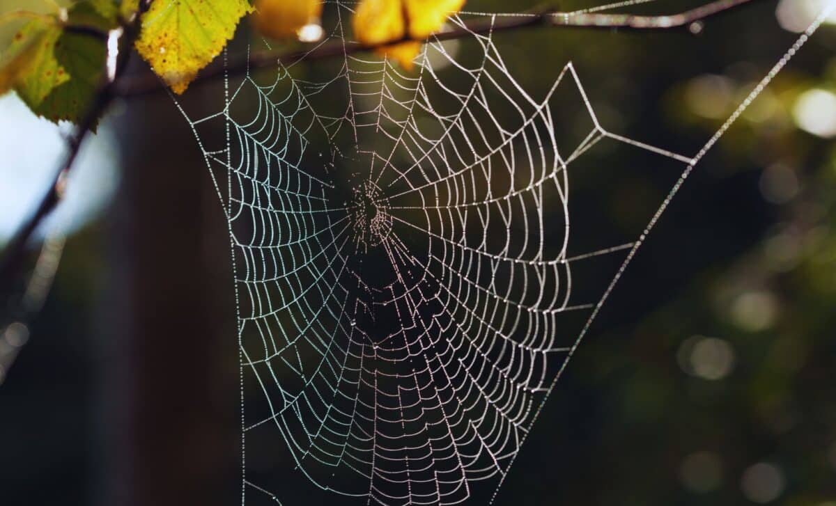 Two Never Before Seen Eyeless Spiders Found On A Remote Island