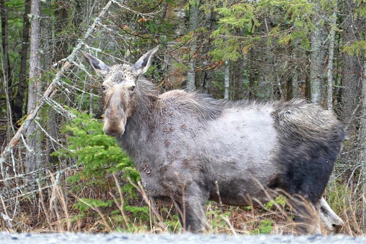Winter ticks impact Michigan's moose herd