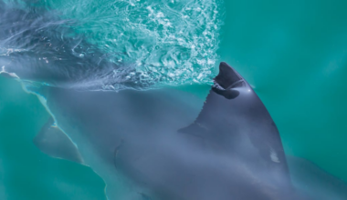 Massive shark reported off North Carolina coast: How you can track him - WECT