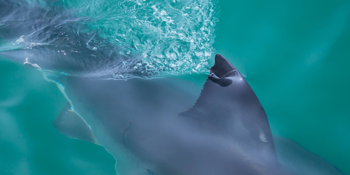 Massive shark reported off North Carolina coast: How you can track him - WECT