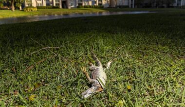 Trappers scoop up iguanas ‘by the dozens’ amid Florida cold snap - Tampa Bay Times