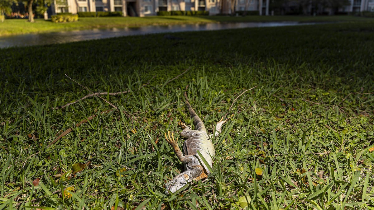 Trappers scoop up iguanas ‘by the dozens’ amid Florida cold snap - Tampa Bay Times