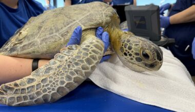 600 Florida green sea turtles stranded amid cold plunge - Tampa Bay Times