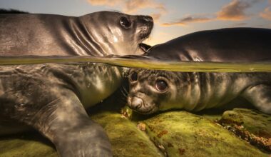Stunning Photo of Resilient Elephant Seal Pups Wins Underwater Photographer of the Year 2026